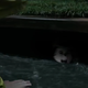 Illustration for article titled Cat in the Hat Emerges as iIT/is True Villain in Horrific Trailer Mash-up